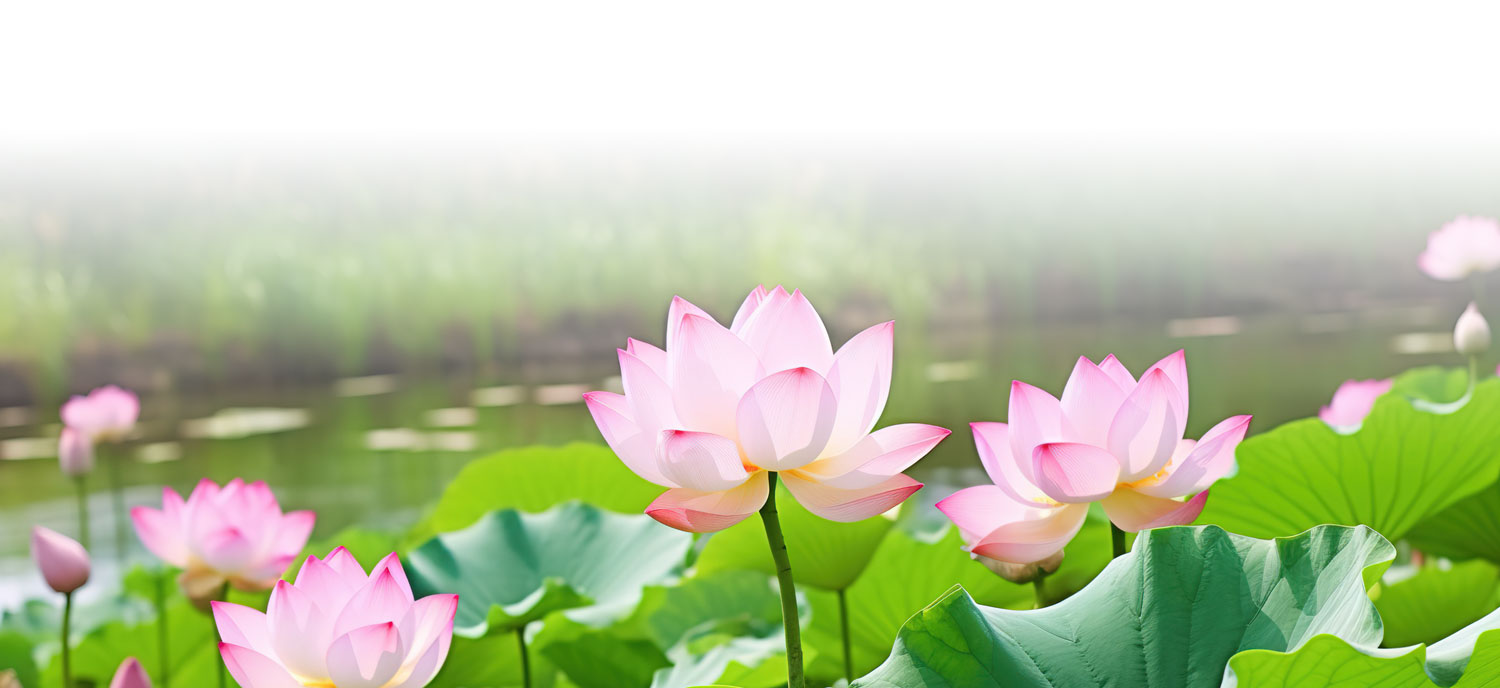 Lotus Pond